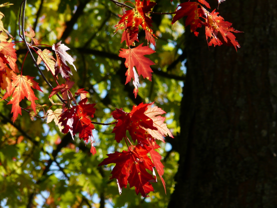 Ahornblätter im Herbst