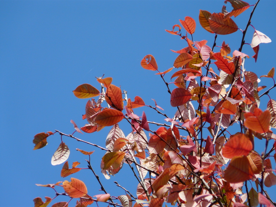 Rotbuche im Herbst