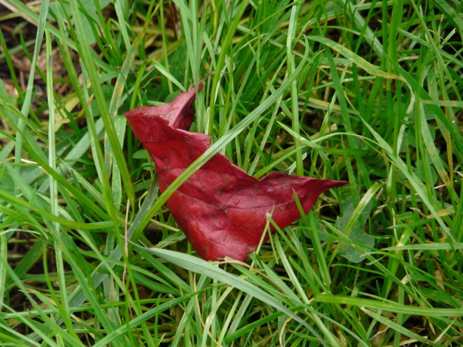 rotes Blatt im Gras