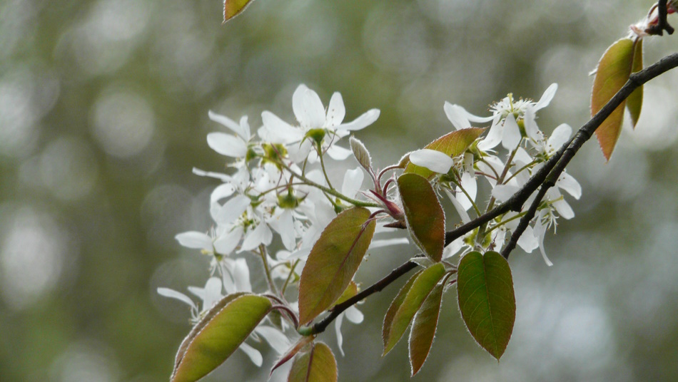 Frühling, weiße Blüten am Baum