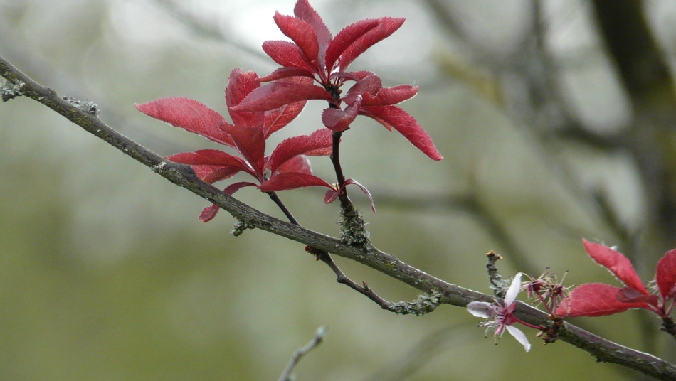 rote Blätter im Frühling