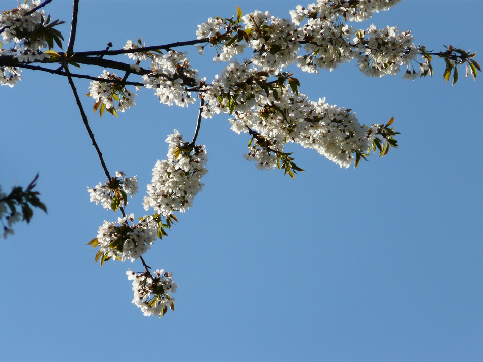 weiße Kirschblüten